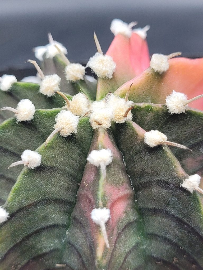 Gymnocalycium Mihanovichii Variegated Cactus Green And Slight Pinking With Large Tuffs #5456 in 2.75" Pot - Image 2