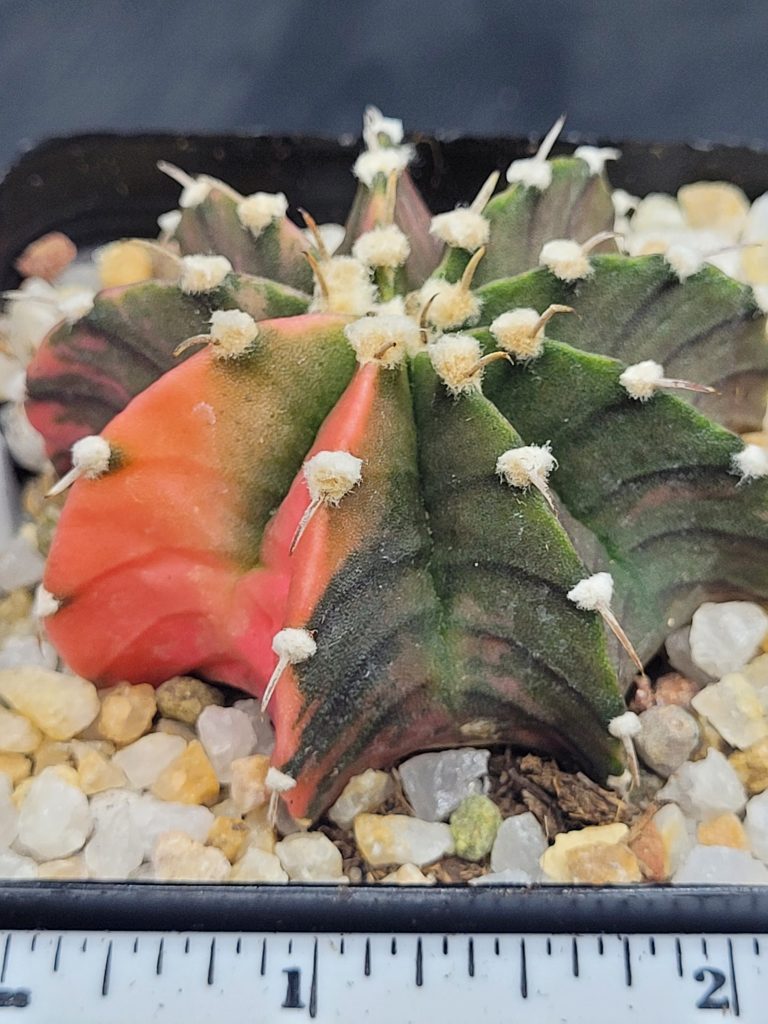 Gymnocalycium Mihanovichii Variegated Cactus Green And Slight Pinking With Large Tuffs #5456 in 2.75" Pot - Image 3