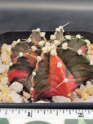 Gymnocalycium Mihanovichii Variegated Cactus Green With Orange Splotching #5427 in 2.75" Pot
