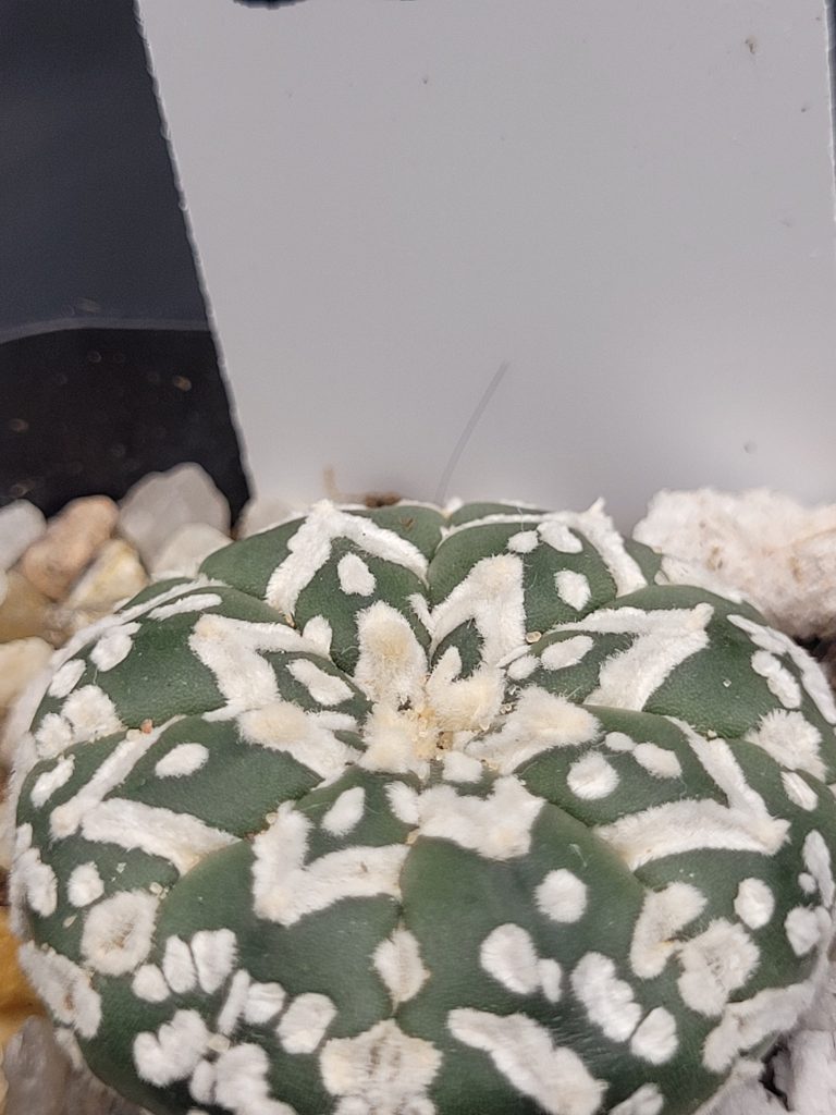 Astrophytum V Type Cactus Beautiful #5353 Gorgeous V Markings and Lines, Unique Pattern Live Cacti - 2 inch pot - Image 3