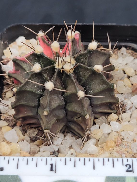 Gymnocalycium Mihanovichii Variegated Cactus Deep Green And Red #5326 in 2.75" Pot - Image 2