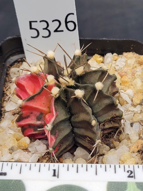 Gymnocalycium Mihanovichii Variegated Cactus Deep Green And Red #5326 in 2.75" Pot - Image 3