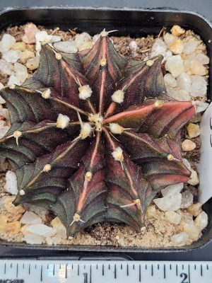 Gymnocalycium Mihanovichii Variegated Cactus Deep Green With Bright Orange Ribs #5328 in 2.75" Pot