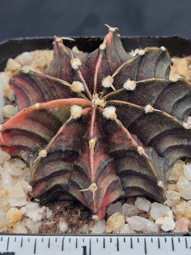 Gymnocalycium Mihanovichii Variegated Cactus Deep Green With Bright Orange Ribs #5328 in 2.75" Pot - Image 3
