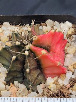 Gymnocalycium Mihanovichii Variegated Cactus Pink Pie Slice #5340 in 2.75" Pot