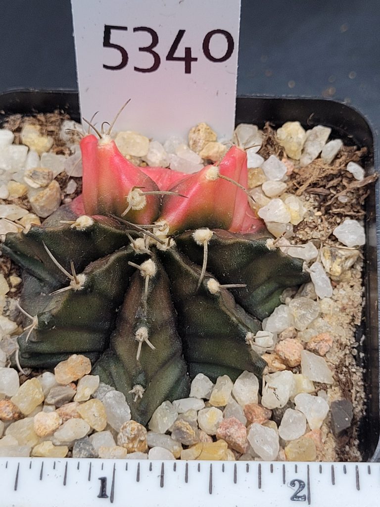 Gymnocalycium Mihanovichii Variegated Cactus Pink Pie Slice #5340 in 2.75" Pot - Image 4