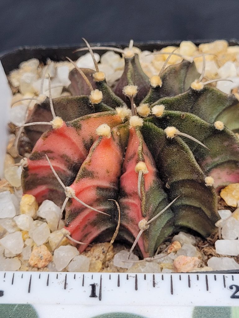 Gymnocalycium Mihanovichii Variegated Cactus Unqiue Beautiful Pink Pattens With Large Spikes #5341 in 2.75" Pot