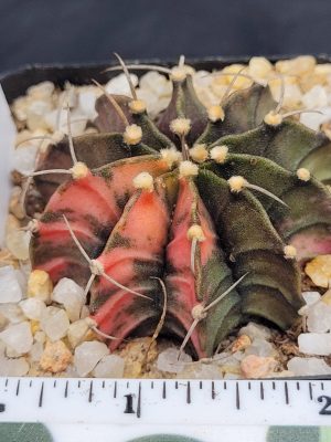 Gymnocalycium Mihanovichii Variegated Cactus Unqiue Beautiful Pink Pattens With Large Spikes #5341 in 2.75" Pot