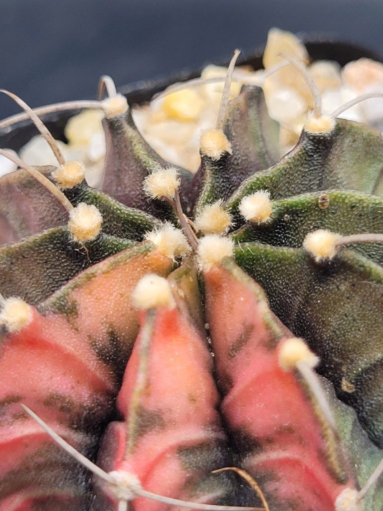 Gymnocalycium Mihanovichii Variegated Cactus Unqiue Beautiful Pink Pattens With Large Spikes #5341 in 2.75" Pot - Image 2