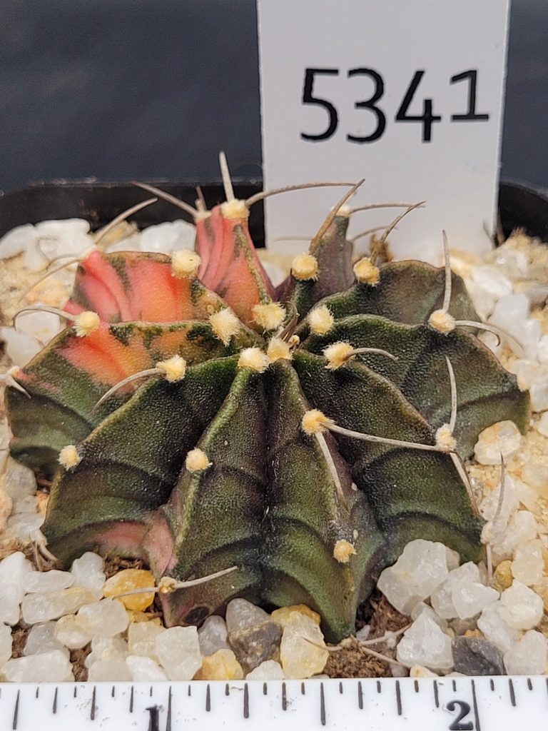 Gymnocalycium Mihanovichii Variegated Cactus Unqiue Beautiful Pink Pattens With Large Spikes #5341 in 2.75" Pot - Image 3