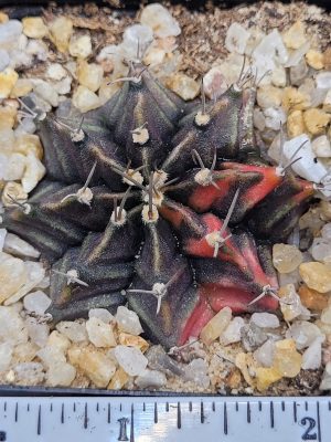 Gymnocalycium Mihanovichii Variegated Cactus Deep Dark Purple And Bright Pink #5342 in 2.75" Pot