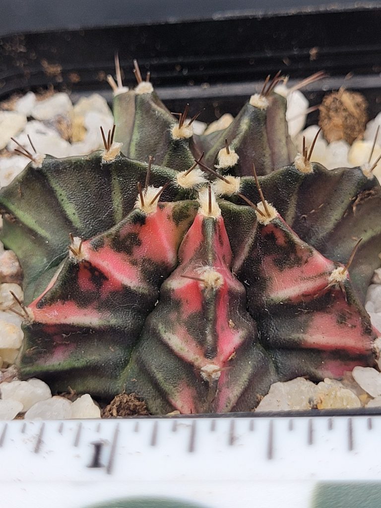 Gymnocalycium Mihanovichii Variegated Cactus Unique Green With Pink Chevrons #5343 in 2.75" Pot