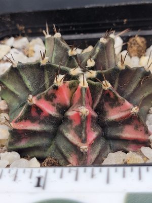 Gymnocalycium Mihanovichii Variegated Cactus Unique Green With Pink Chevrons #5343 in 2.75" Pot