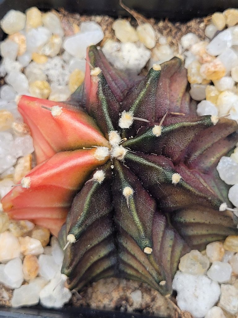 Gymnocalycium Mihanovichii Variegated Cactus Bright Orange With Beautiful Purple Undertone #5344 in 2.75" Pot - Image 2
