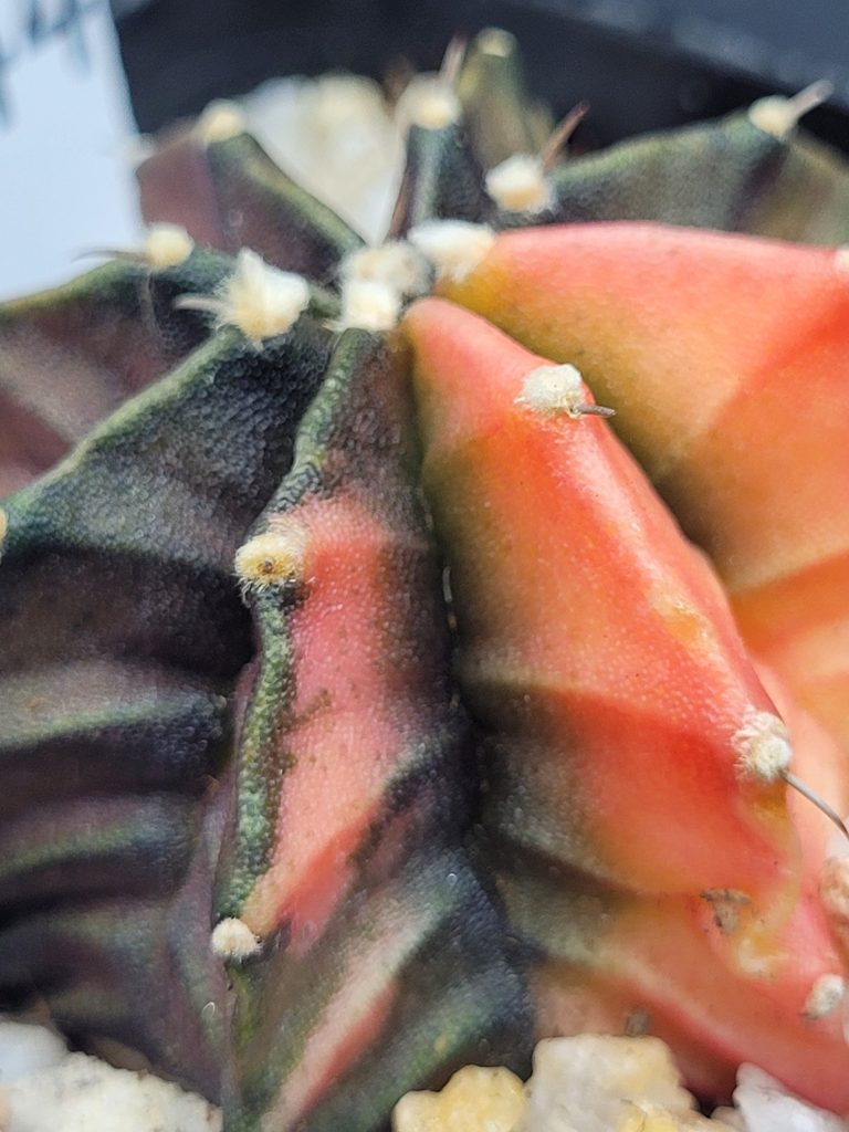 Gymnocalycium Mihanovichii Variegated Cactus Bright Orange With Beautiful Purple Undertone #5344 in 2.75" Pot - Image 4