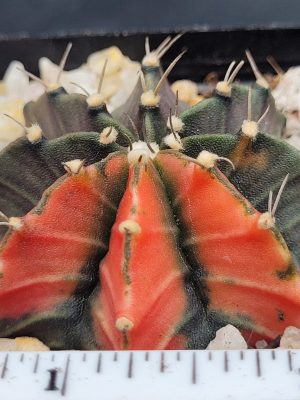 Gymnocalycium Mihanovichii Variegated Green Cactus With 3 Tangerine Slices #5346 in 2.75" Pot