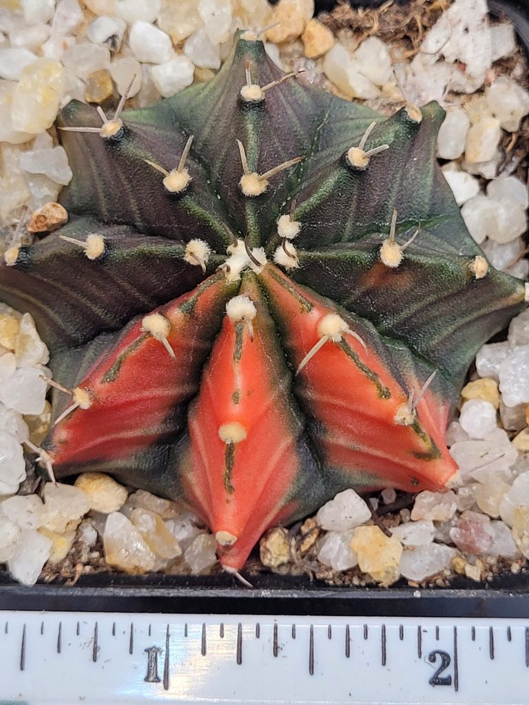 Gymnocalycium Mihanovichii Variegated Green Cactus With 3 Tangerine Slices #5346 in 2.75" Pot - Image 2