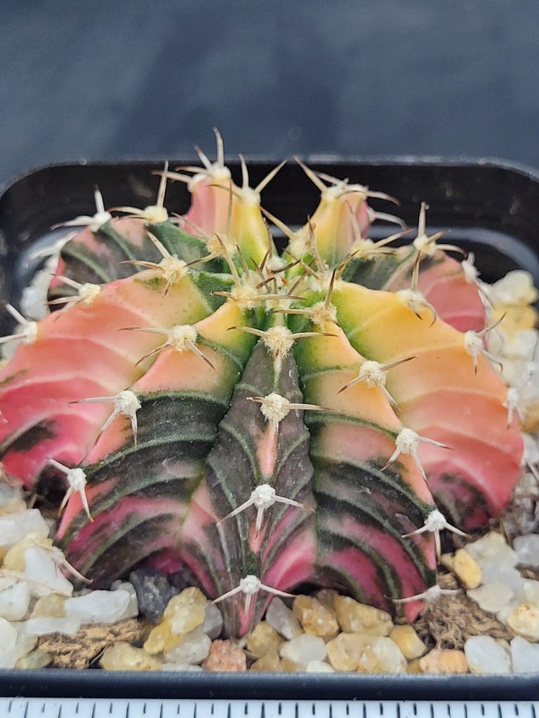 Gymnocalycium Mihanovichii Variegated Unique Multicolored cactus #5443 in 2.75" Pot - Image 2