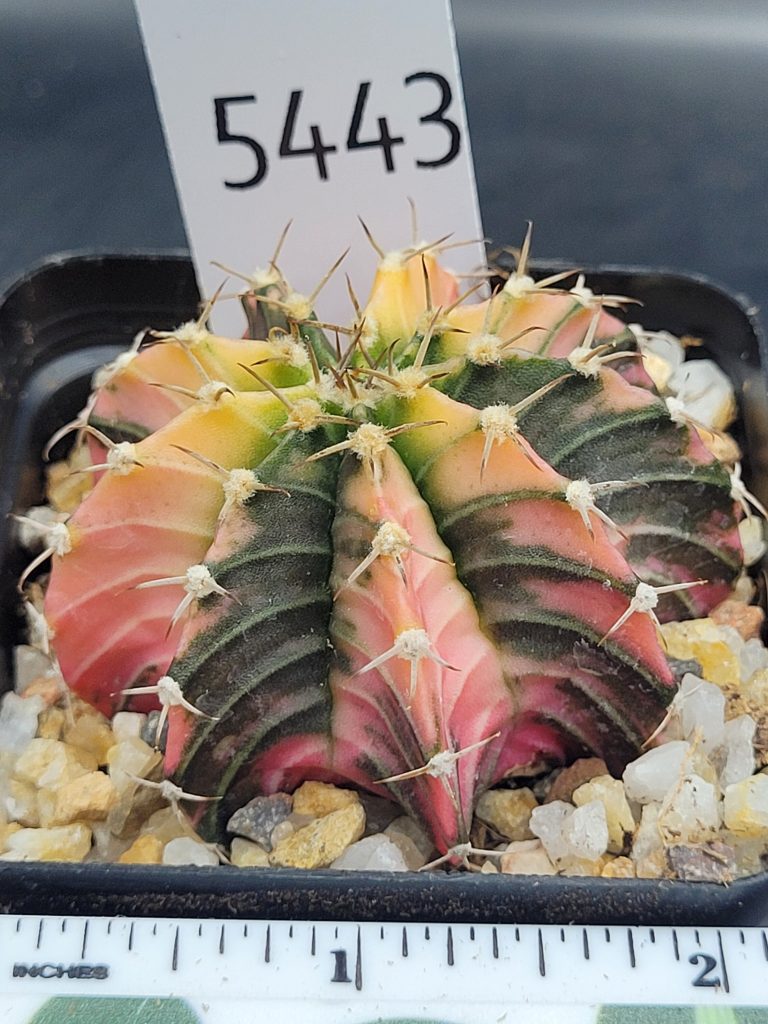 Gymnocalycium Mihanovichii Variegated Unique Multicolored cactus #5443 in 2.75" Pot - Image 3