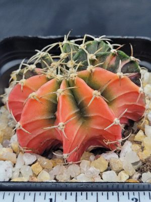 Gymnocalycium Mihanovichii Variegated Half And Half Orange Pie #5458 in 2.75" Pot