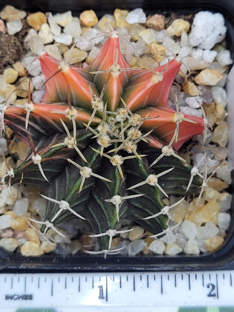 Gymnocalycium Mihanovichii Variegated Half And Half Orange Pie #5458 in 2.75" Pot - Image 3