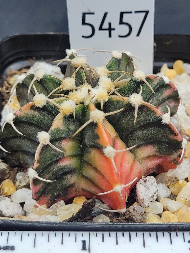 Gymnocalycium Mihanovichii Variegated Cactus Low Sunset Fire #5457 in 2.75" Pot - Image 3