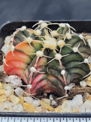 Gymnocalycium Mihanovichii Variegated Cactus Low Sunset Fire #5457 in 2.75" Pot
