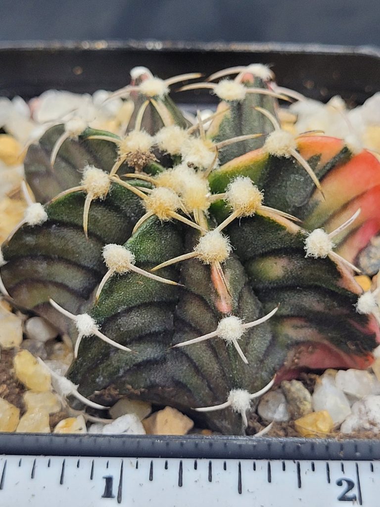 Gymnocalycium Mihanovichii Variegated Cactus Low Sunset Fire #5457 in 2.75" Pot - Image 4