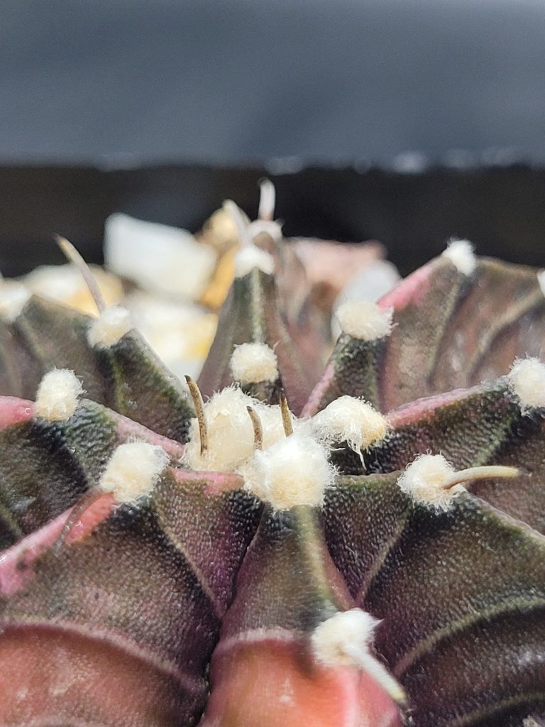 Gymnocalycium Mihanovichii Variegated Cactus Deep Purple With Large White Tuffs #5455 in 2.75" Pot - Image 3
