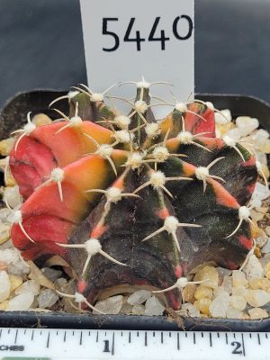 Gymnocalycium Mihanovichii Variegated Cactus Green And Orange With Beautiful White Spikes #5440 in 2.75" Pot