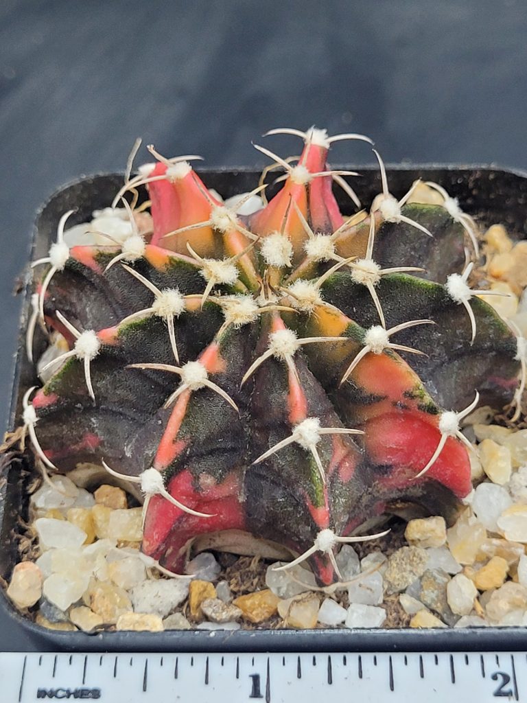 Gymnocalycium Mihanovichii Variegated Cactus Green And Orange With Beautiful White Spikes #5440 in 2.75" Pot - Image 2