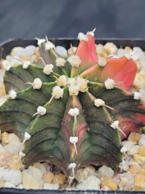 Gymnocalycium Mihanovichii Variegated Cactus Green And Slight Pinking With Large Tuffs #5456 in 2.75" Pot