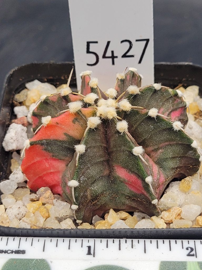 Gymnocalycium Mihanovichii Variegated Cactus Green With Orange Splotching #5427 in 2.75" Pot - Image 3