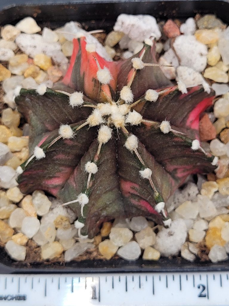 Gymnocalycium Mihanovichii Variegated Cactus Green With Orange Splotching #5427 in 2.75" Pot - Image 4