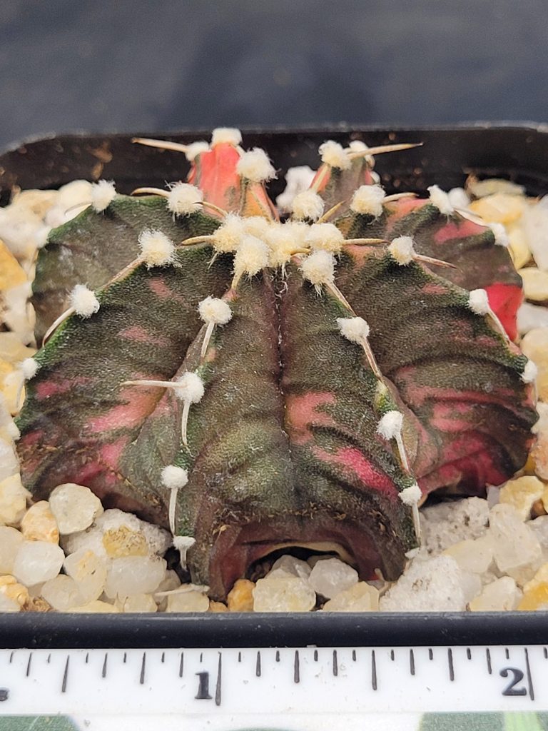 Gymnocalycium Mihanovichii Variegated Cactus Green With Orange Splotching #5427 in 2.75" Pot - Image 2