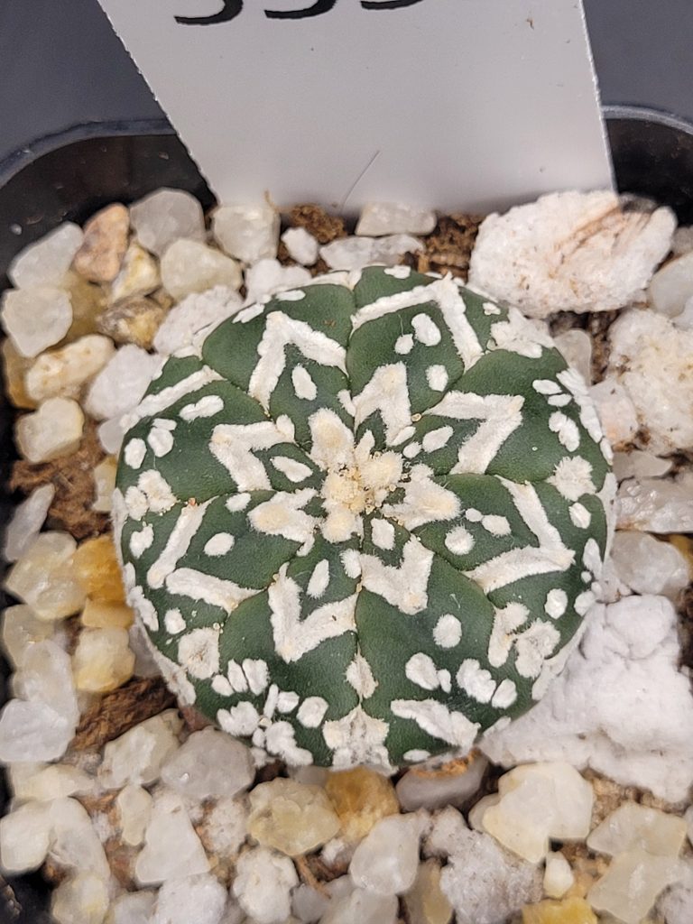 Astrophytum V Type Cactus Beautiful #5353 Gorgeous V Markings and Lines, Unique Pattern Live Cacti - 2 inch pot
