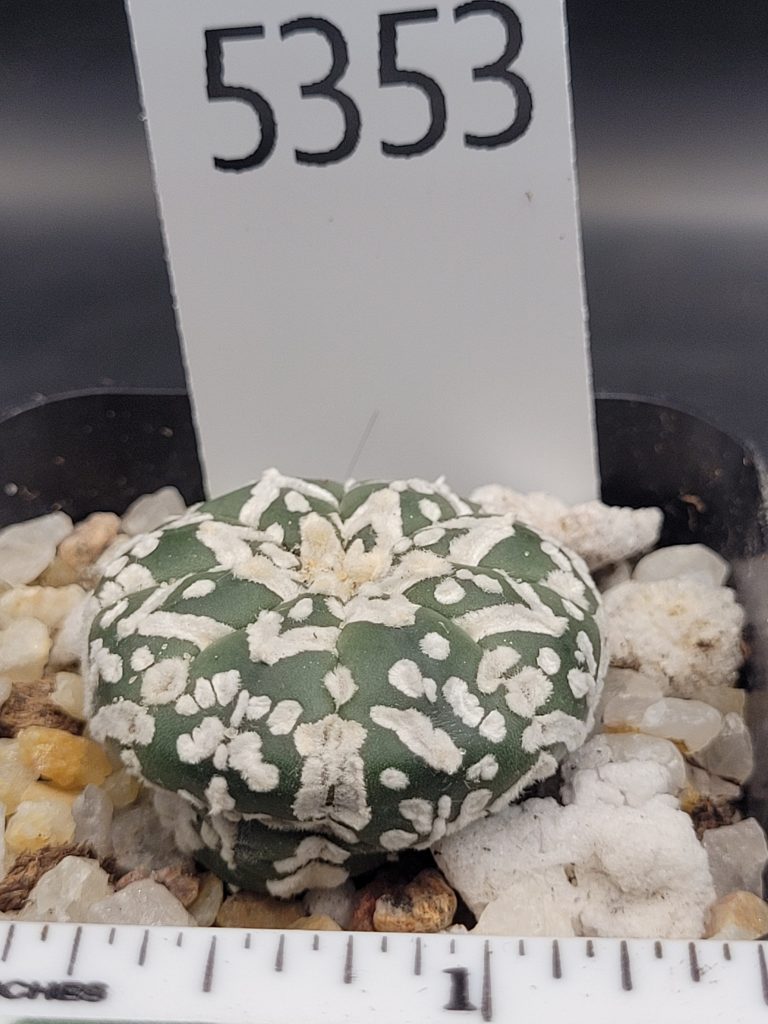 Astrophytum V Type Cactus Beautiful #5353 Gorgeous V Markings and Lines, Unique Pattern Live Cacti - 2 inch pot - Image 2