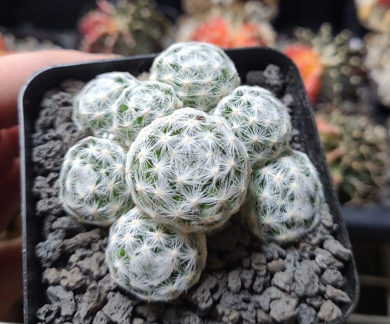 Complete Care Guide for Mammillaria Humboldtii Herrerae