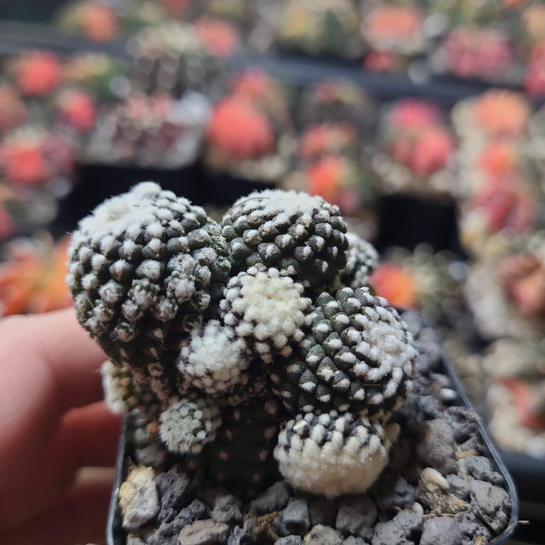 Ultimate Care Guide for Copiapoa Tenuissima: The Feather Cactus