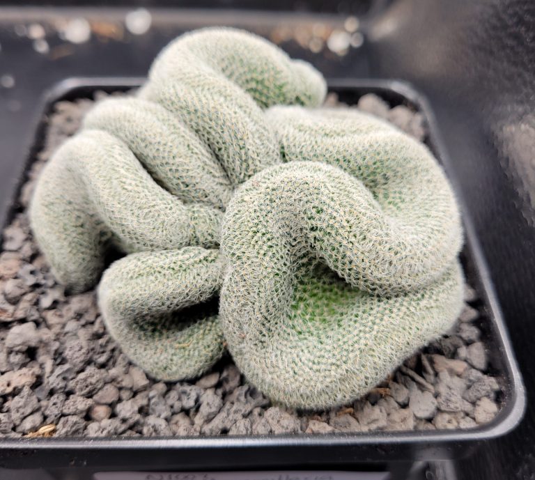 A Complete Care Guide for Mammillaria Perbella Cristata