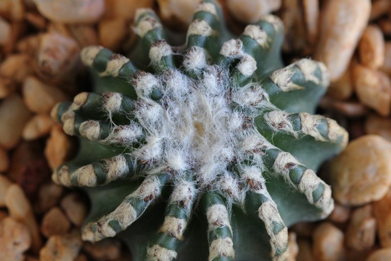 Comprehensive Care Guide for Discocactus Horstii