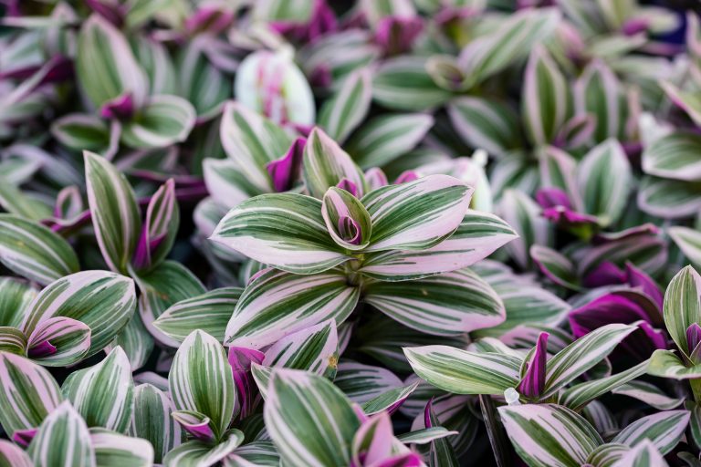 Our Complete Care Guide for Tradescantia Plants
