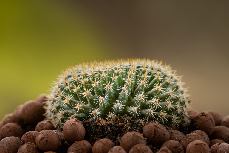 Comprehensive Care Guide for Mammillaria Perbella