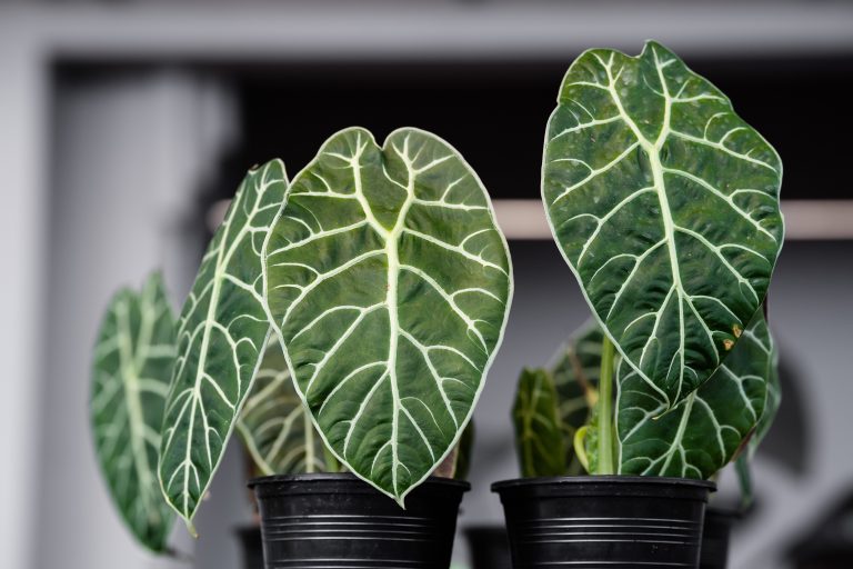 The Ultimate Care Guide for Alocasia Plants