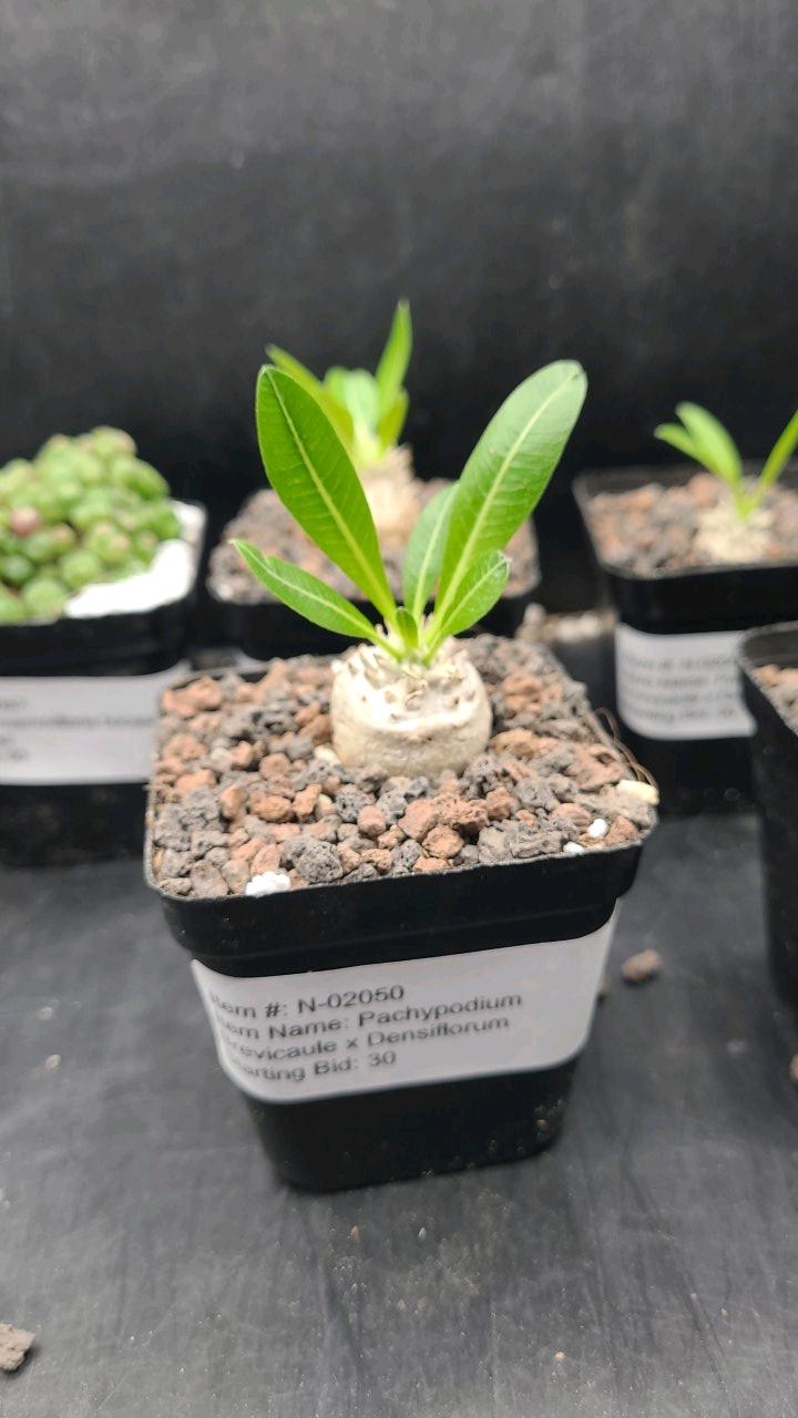 Comprehensive Care Guide for Pachypodium Brevicaule x Densiflorum Plant