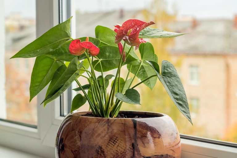 A Thorough Care Guide for Anthurium Plants