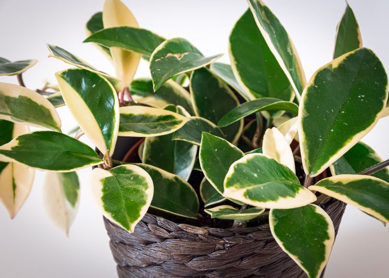 An Overall Care Guide for Hoya Plants