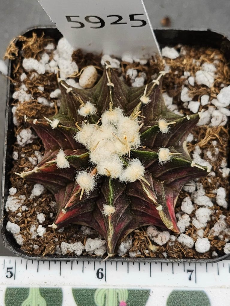 Gymnocalycium Mihanovichii Variegated Green and brown with pink and fuzz balls #5925 - Image 2