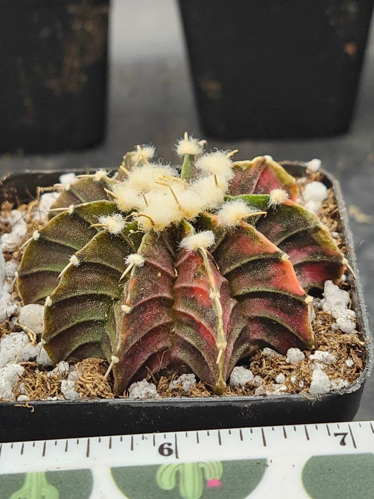Gymnocalycium Mihanovichii Variegated Green and brown with pink and fuzz balls #5925 - Image 4