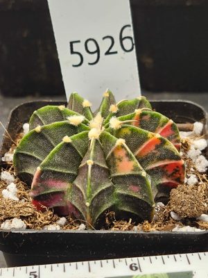 Gymnocalycium Mihanovichii Green with orange and pink #5926
